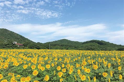 東北之星